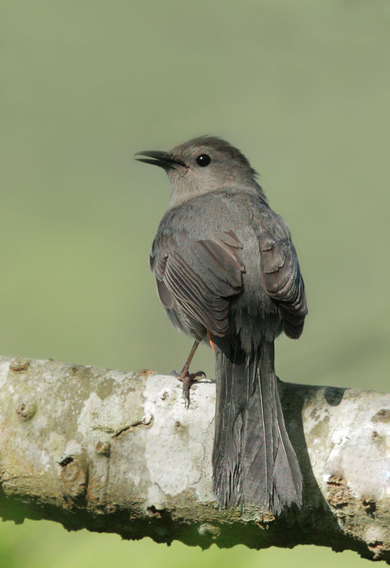 Gray Catbird