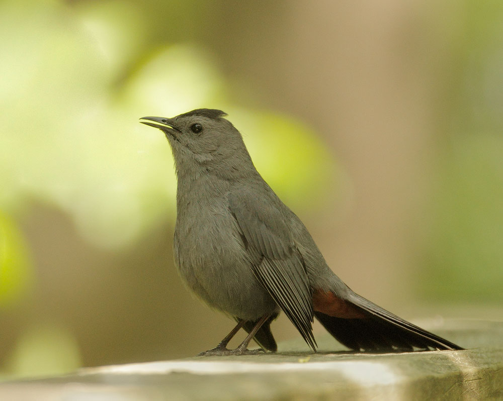 Gray Catbird
