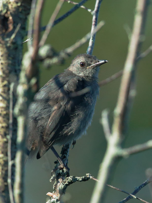 Gray Catbird