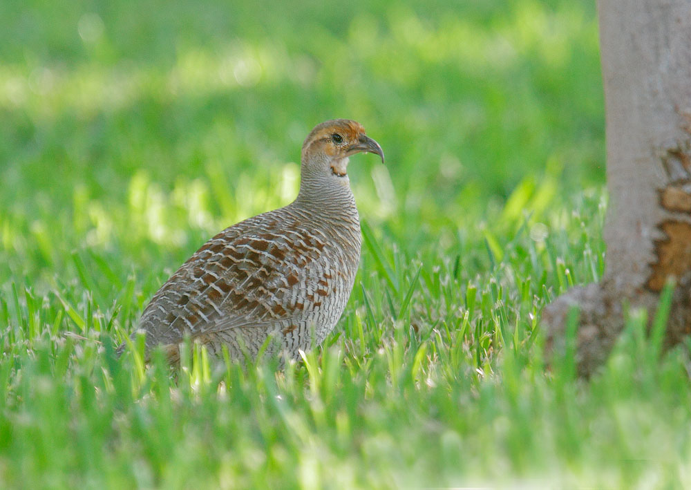 Gray Francolin