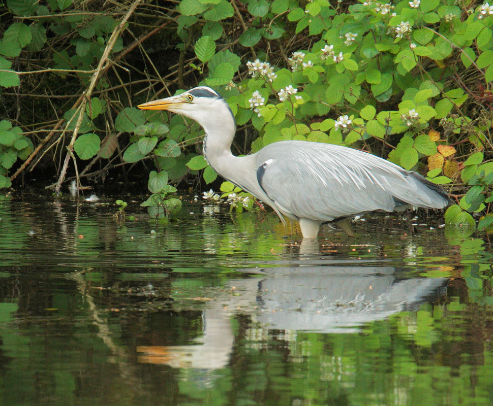 Gray Heron