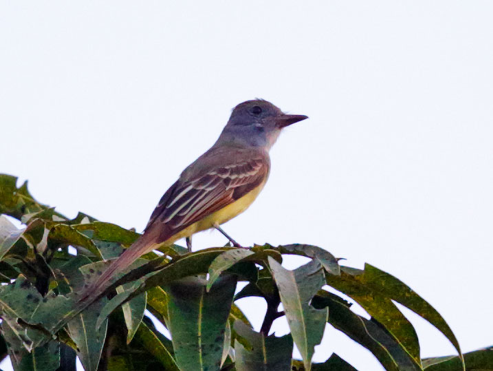 Gray-capped Flycatcher