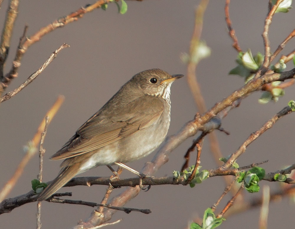Gray-cheeked Thrush