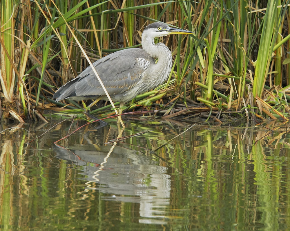 Great Blue Heron