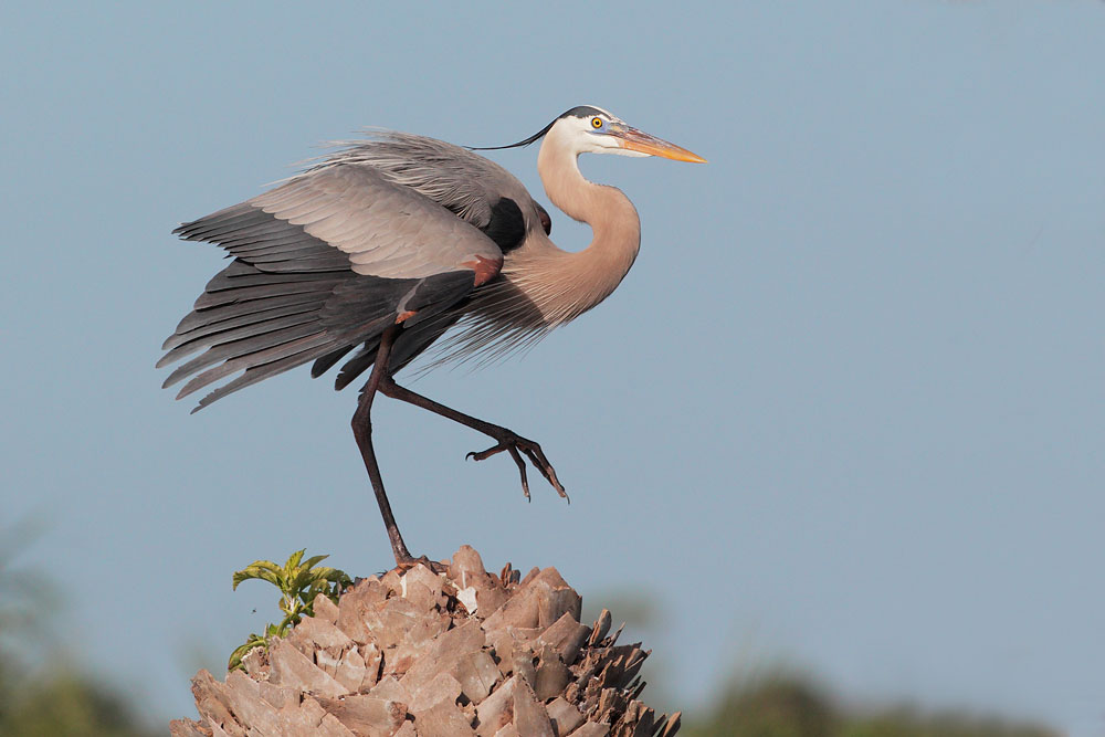 Great Blue Heron