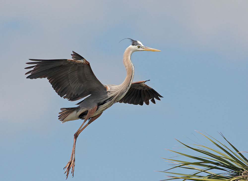 Great Blue Heron