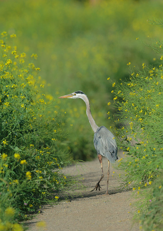 Great Blue Heron