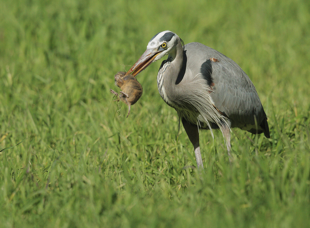 Great Blue Heron