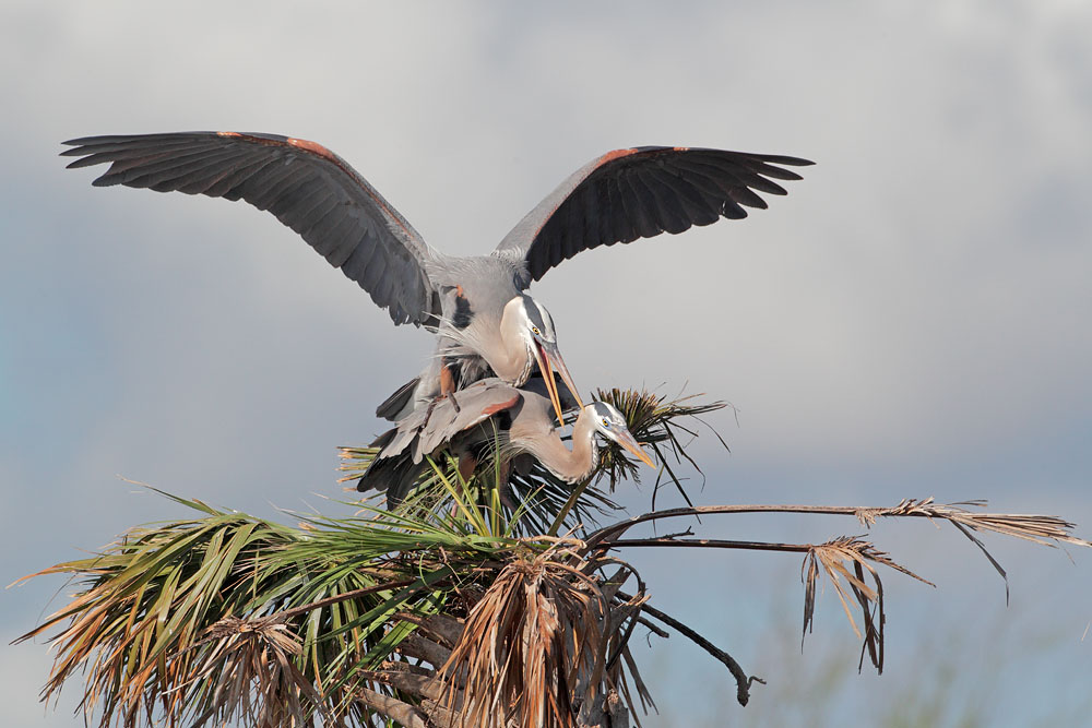 Great Blue Herons