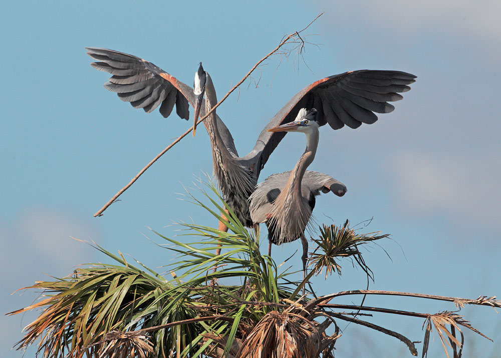 Great Blue Herons