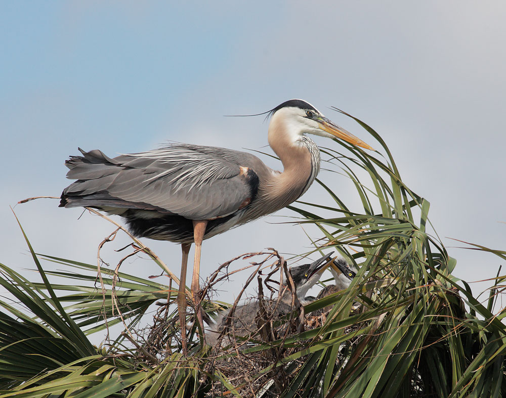 Great Blue Herons