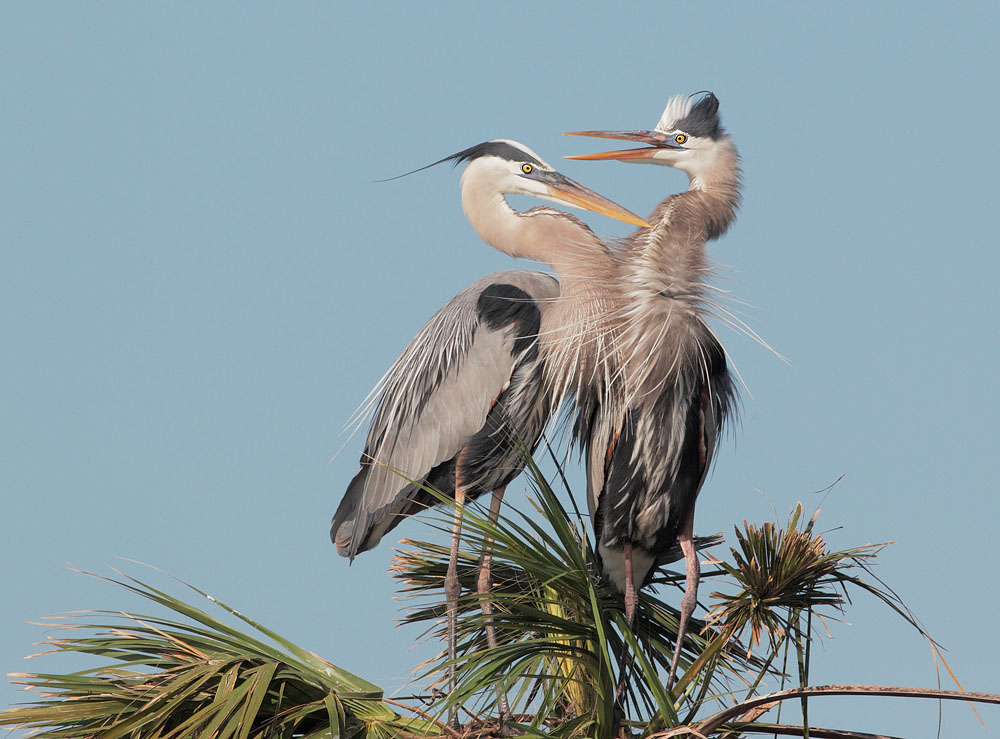 Great Blue Herons