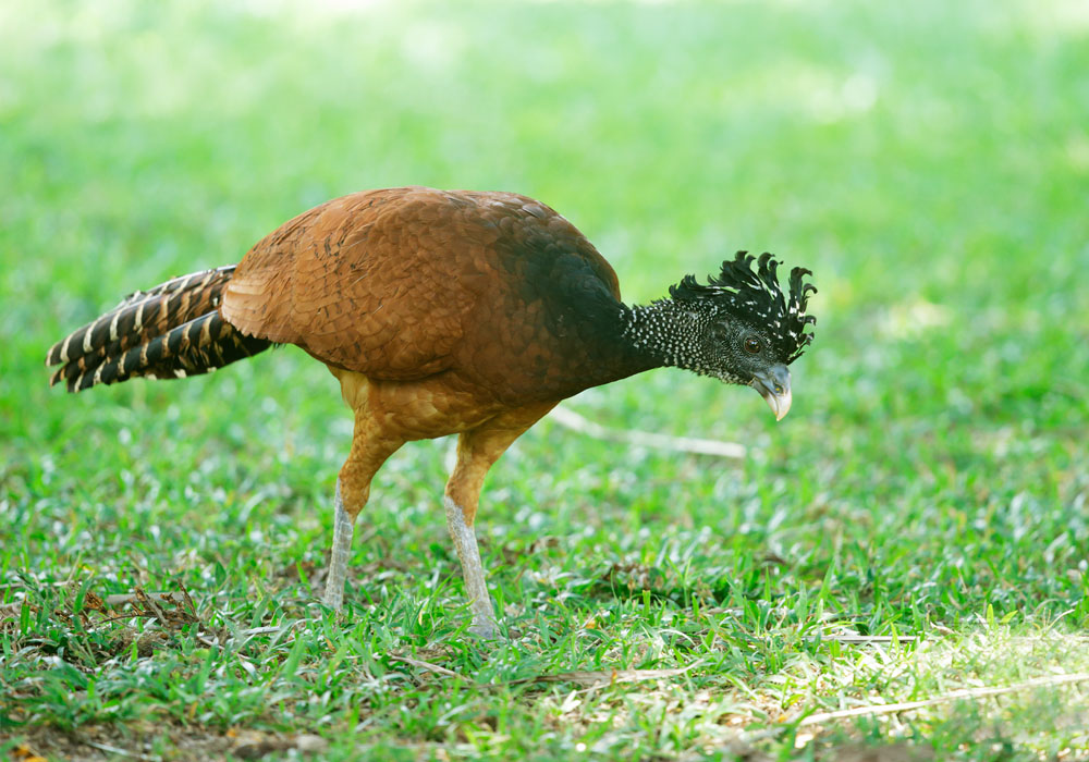 Great Curassow