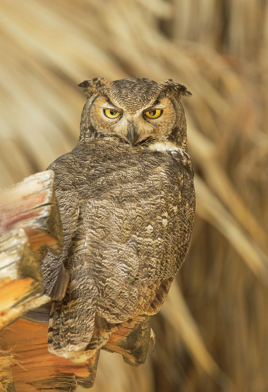 Great Horned Owl