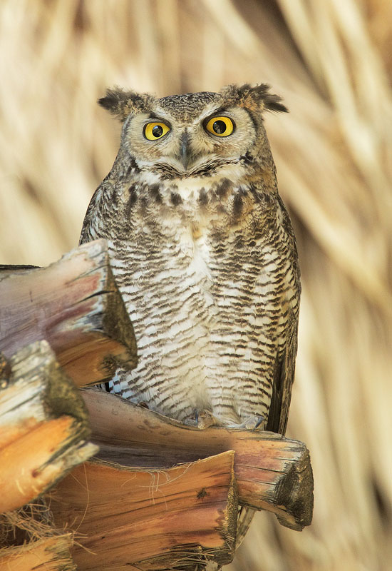 Great Horned Owl