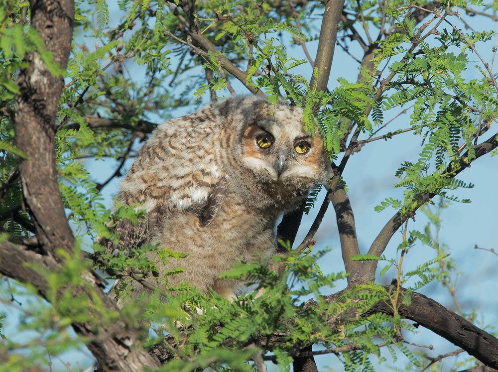 Great Horned Owl