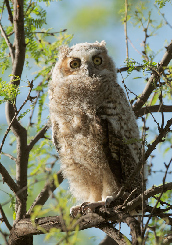 Great Horned Owl