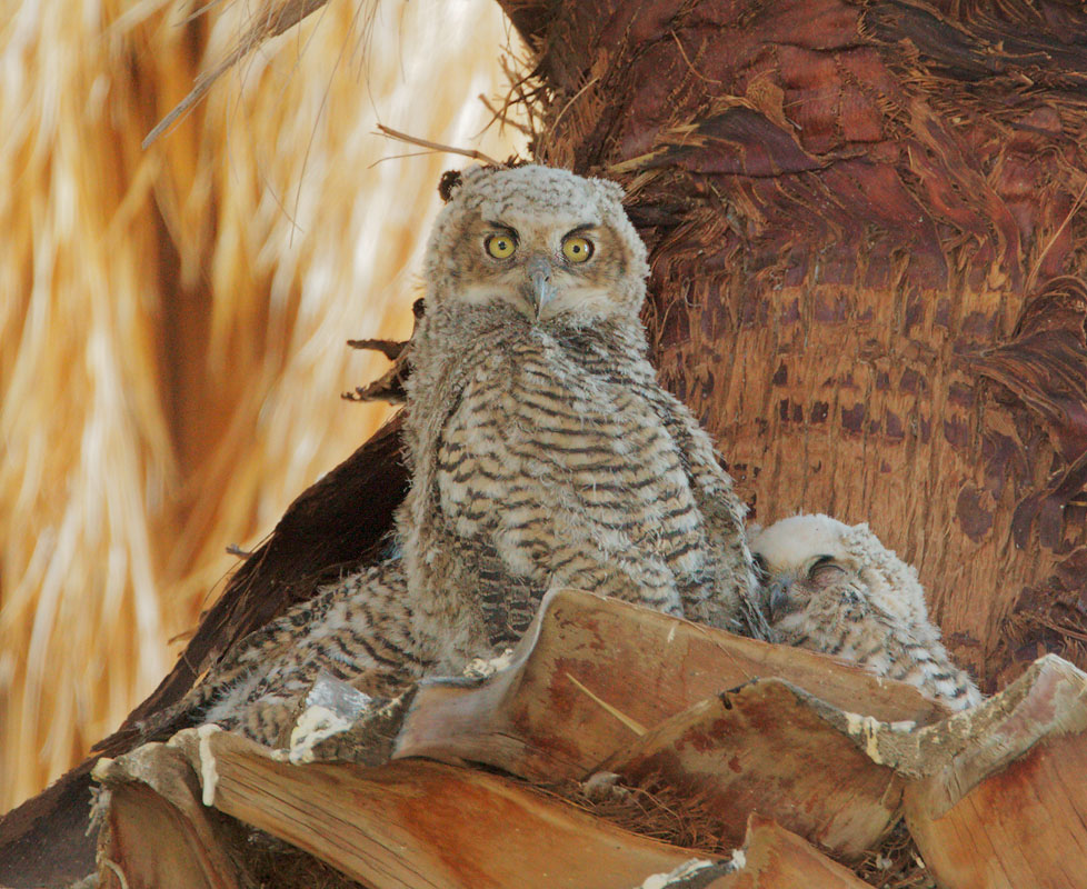 Great Horned Owl