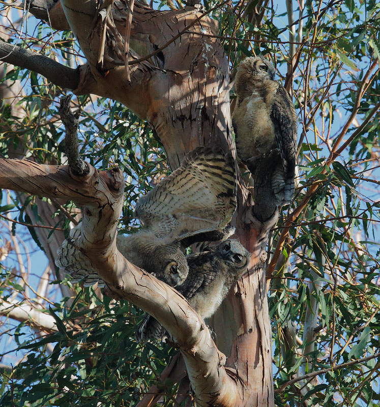 Great Horned Owls
