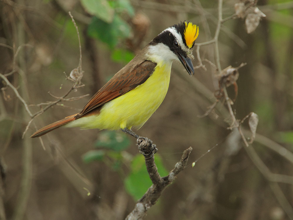 Great Kiskadee