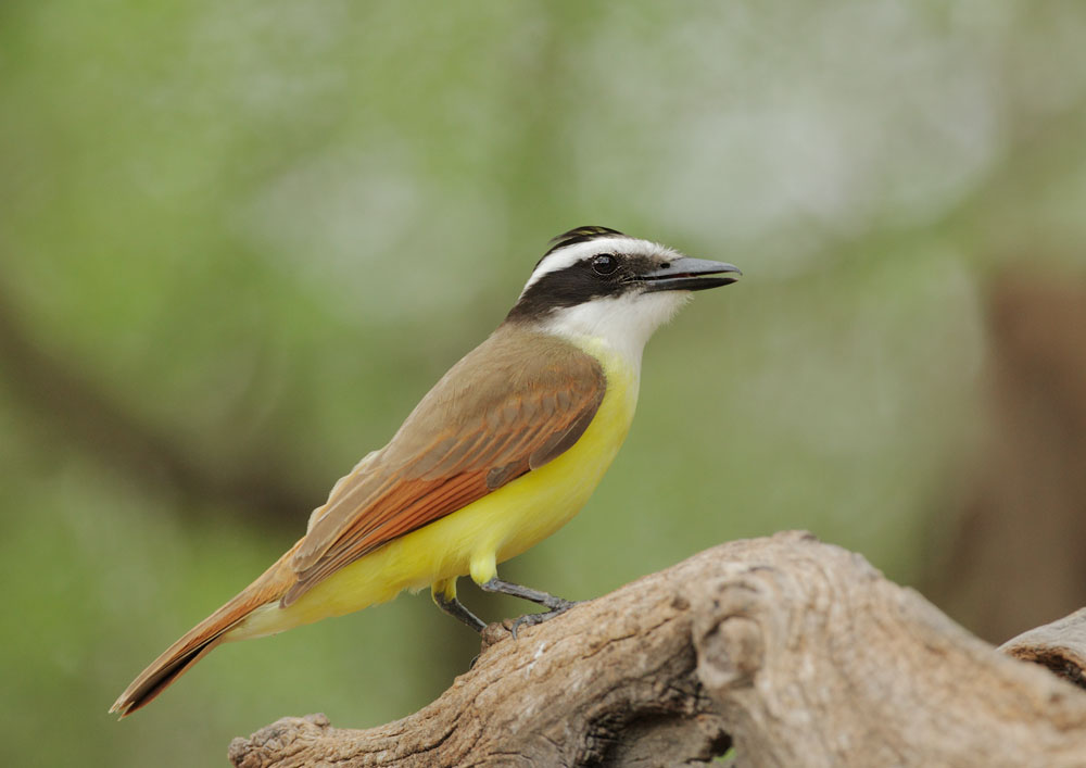 Great Kiskadee