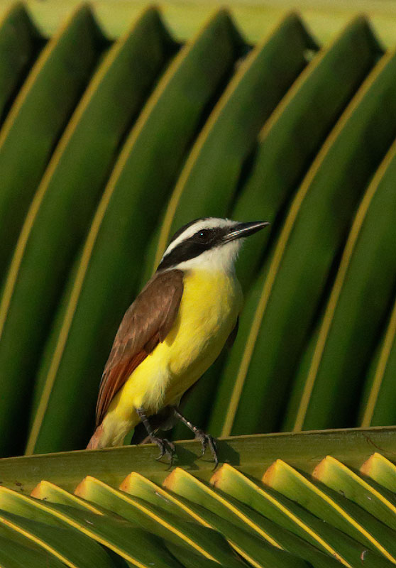 Great Kiskadee