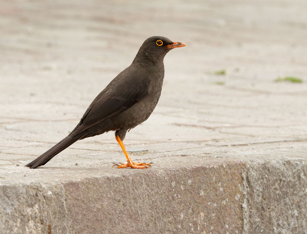Great Thrush
