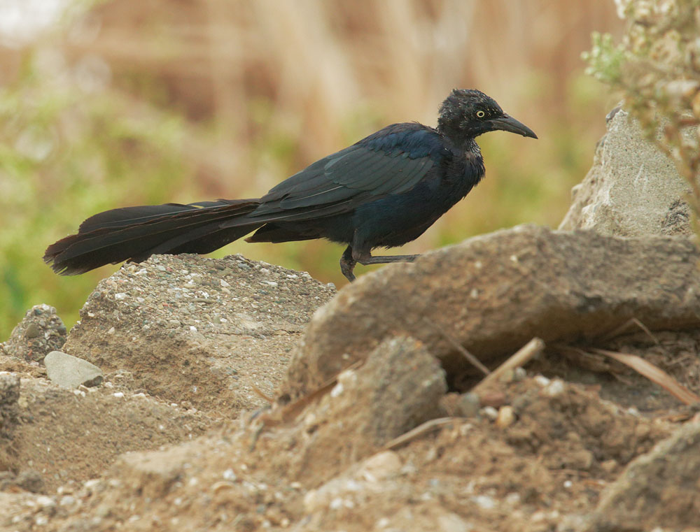 Great-tailed Grackle