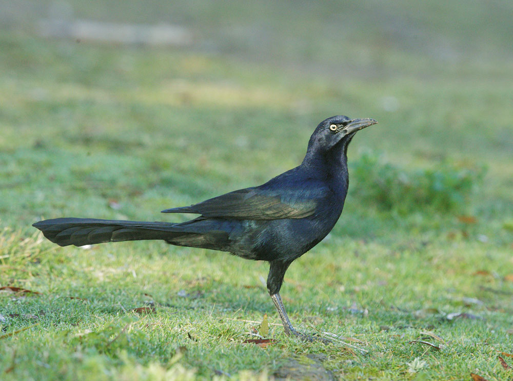 Great-tailed Grackle