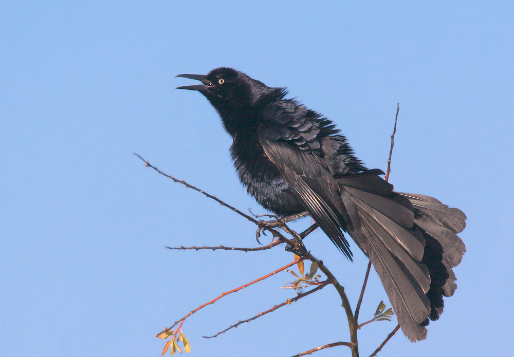 Great-tailed Grackle