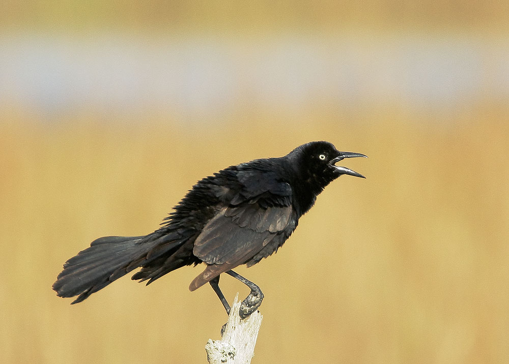 Great-tailed Grackle