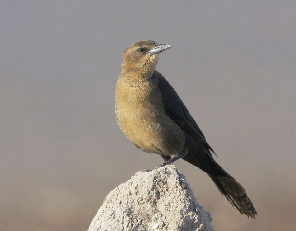 Great-tailed Grackle