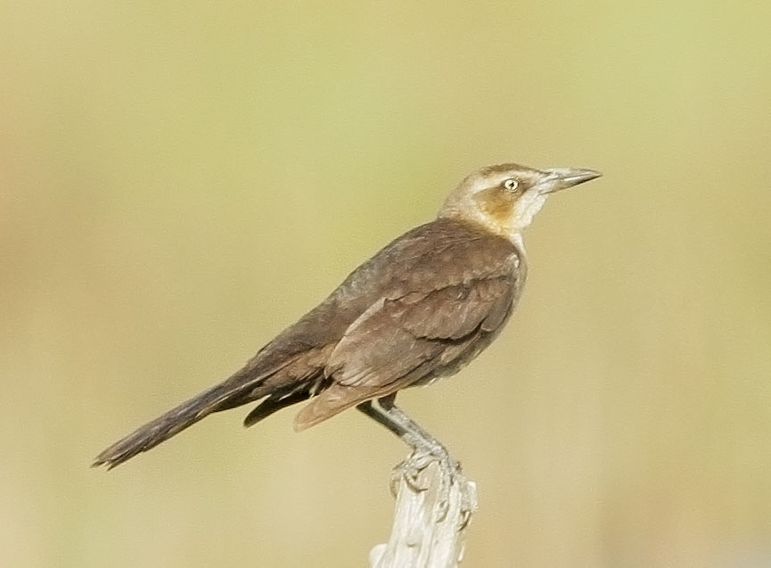 Great-tailed Grackle