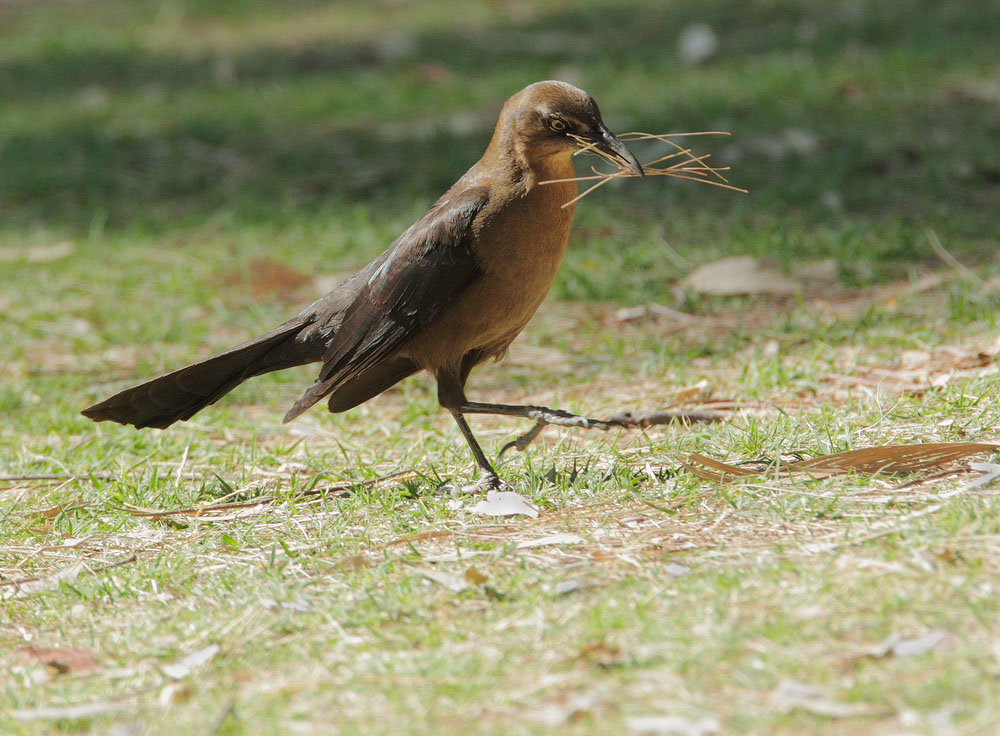 Great-tailed Grackle, female with nesting materials, 4/27/10, Agua Caliente Park, Tucson, AZ
