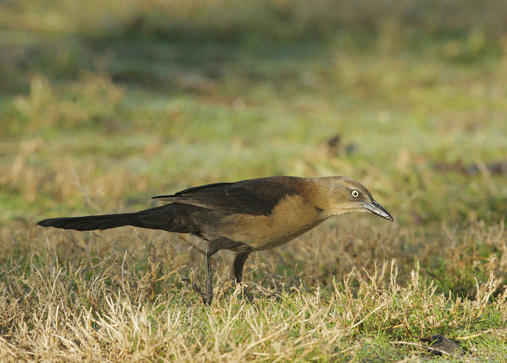 Great-tailed Grackle