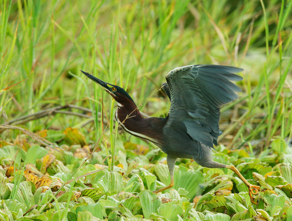 Green Heron