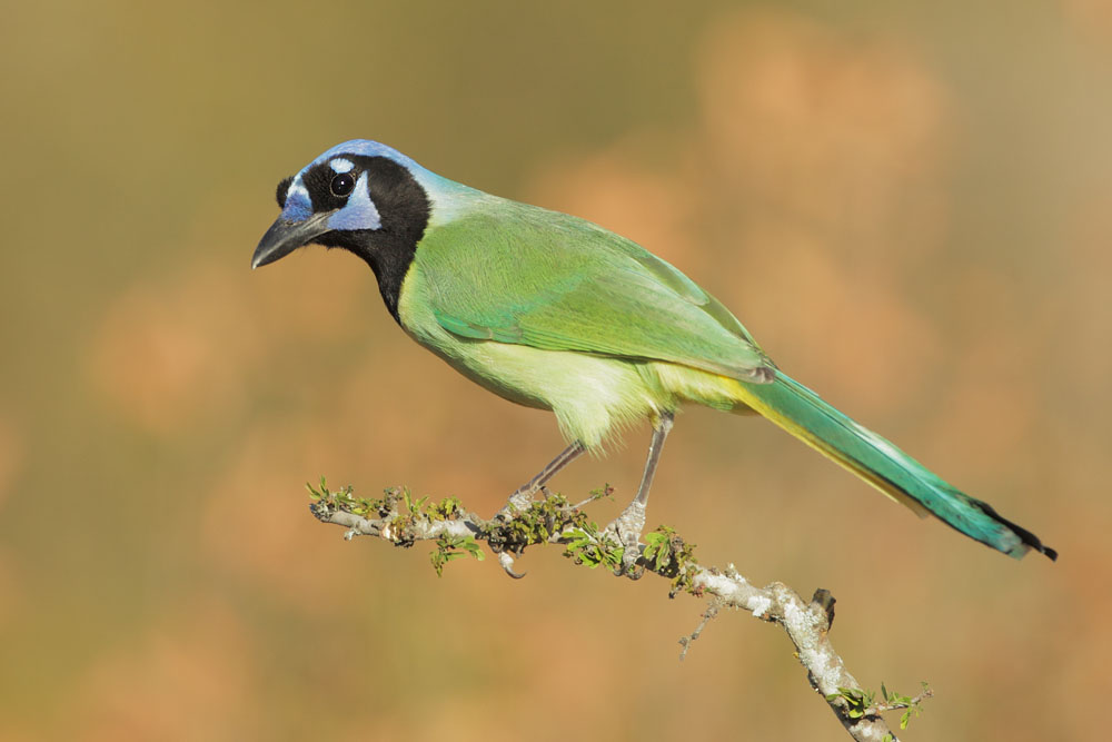 Green Jay