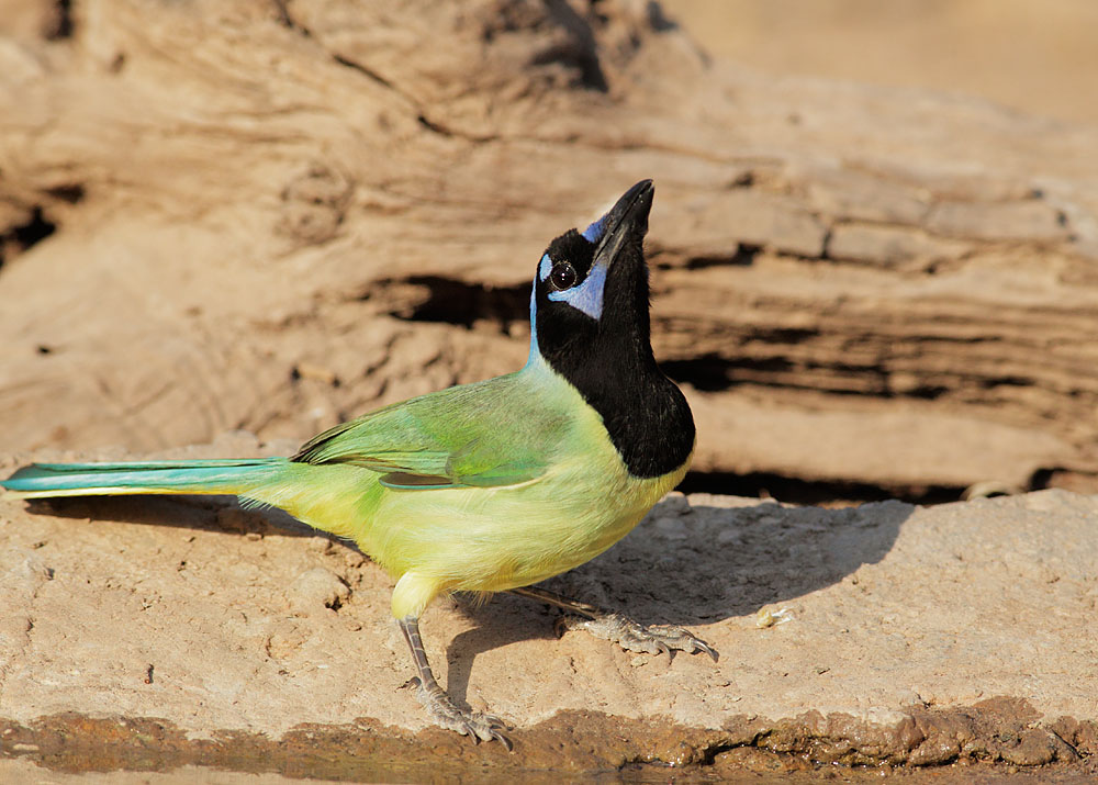 Green Jay