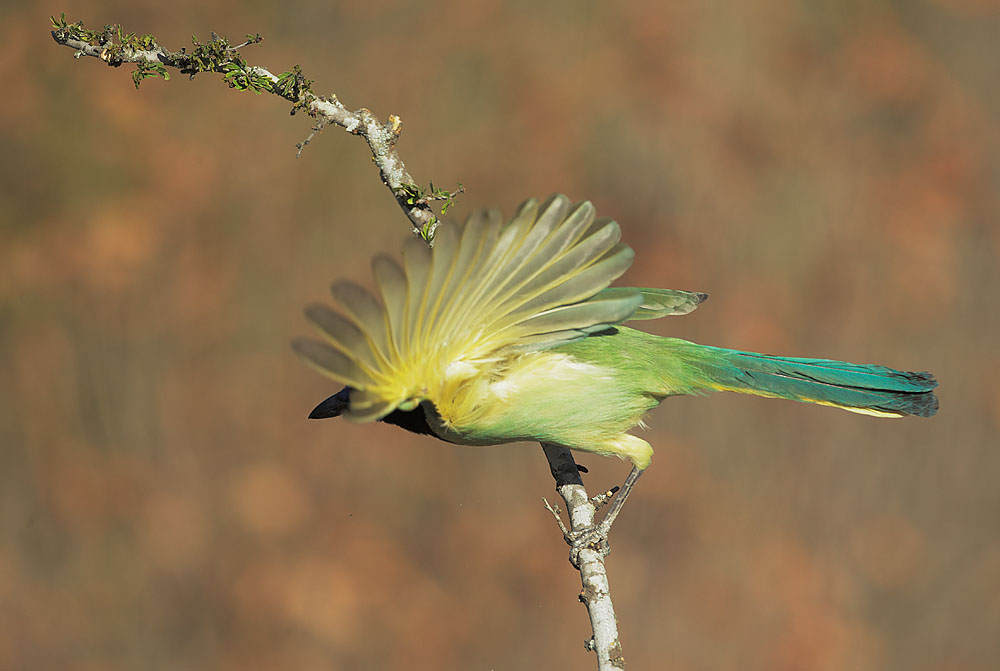 Green Jay
