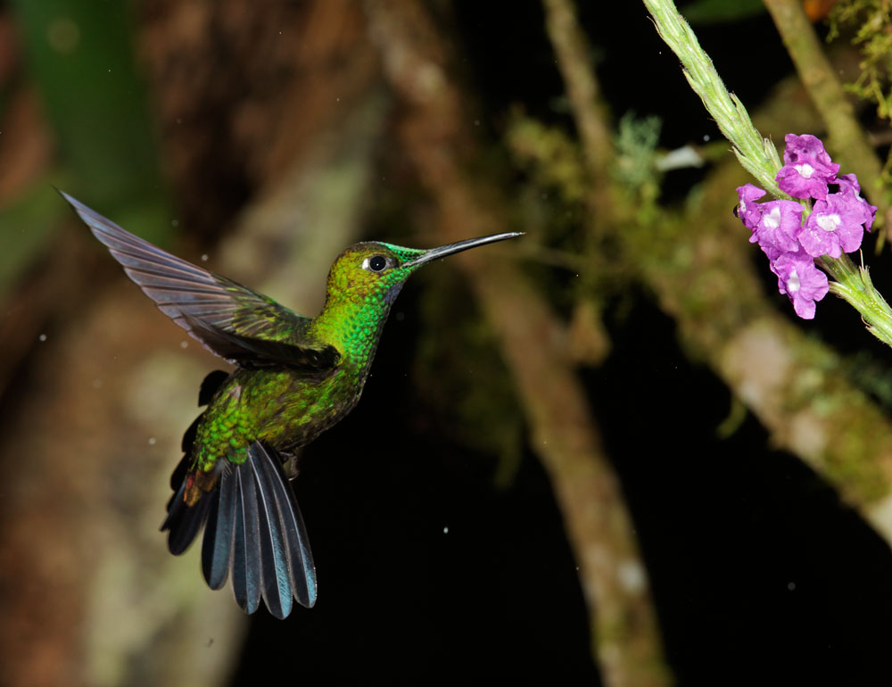 Green-crowned Brilliant