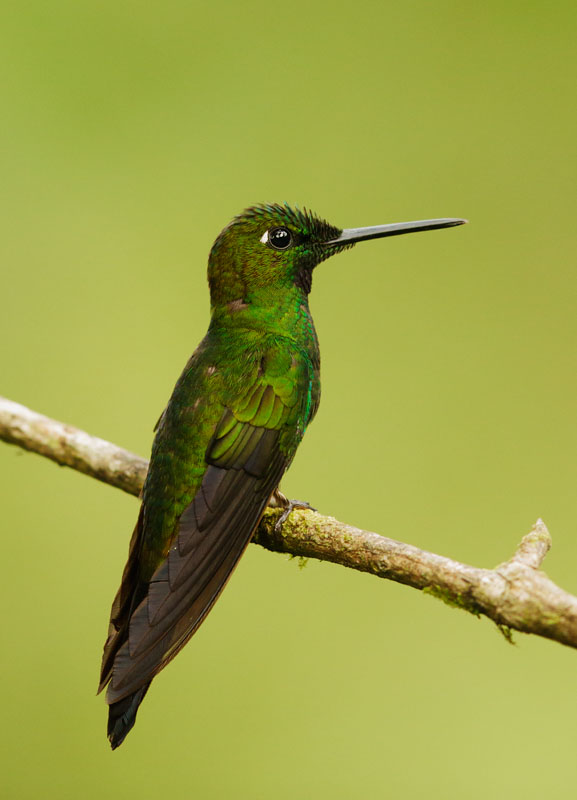 Green-crowned Brilliant