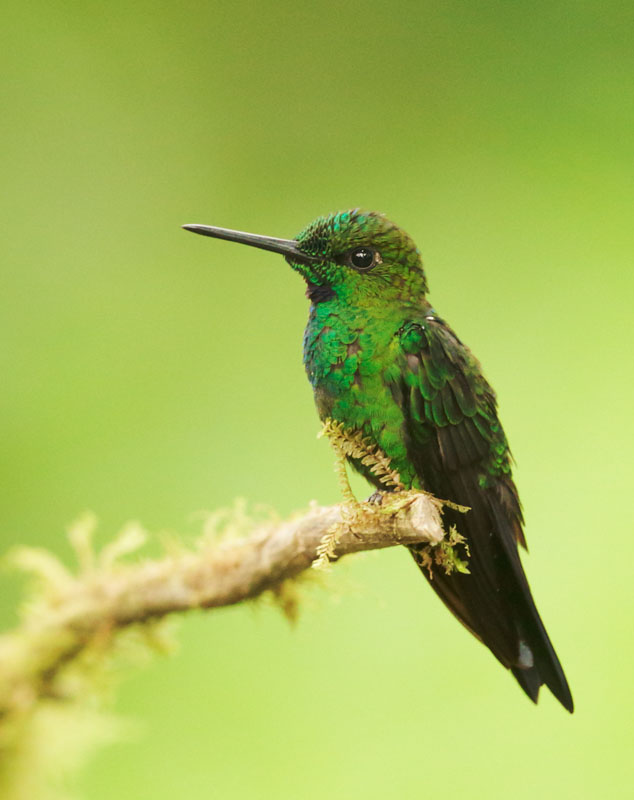 Green-crowned Brilliant