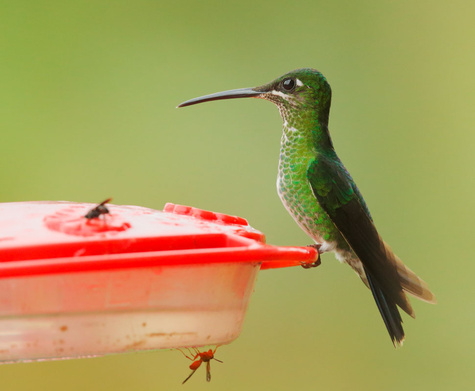 Green-crowned Brilliant