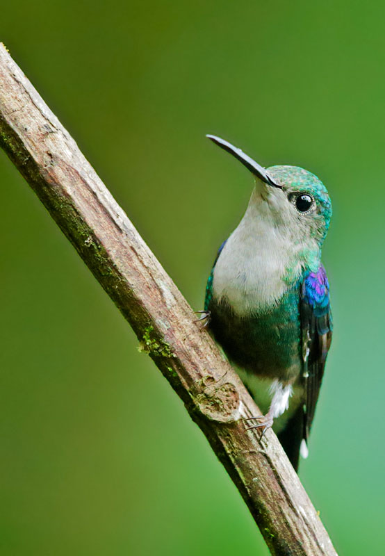 Green-crowned Woodnymph