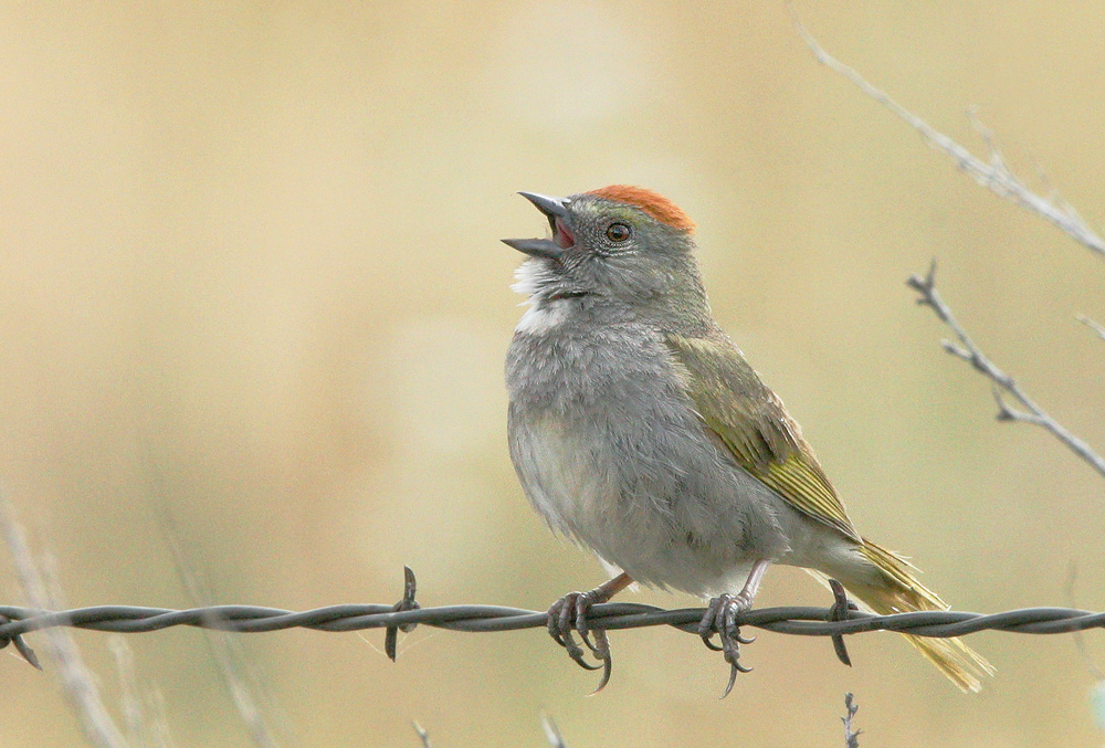 Green-tailed Towhee