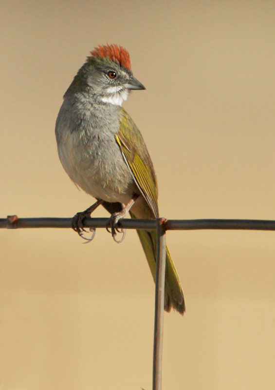Green-tailed Towhee