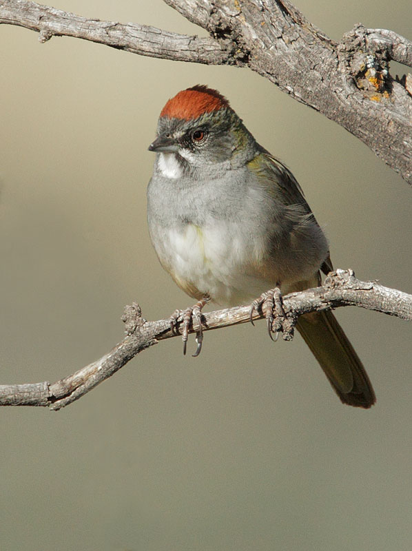 Green-tailed Towhee