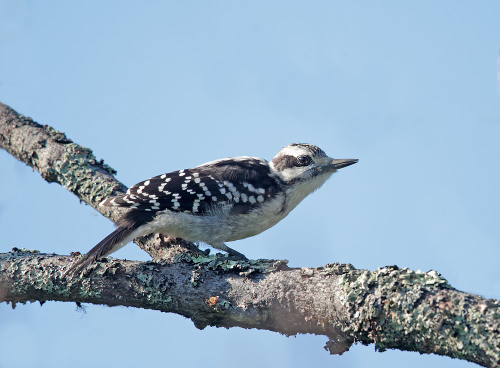 Hairy Woodpecker