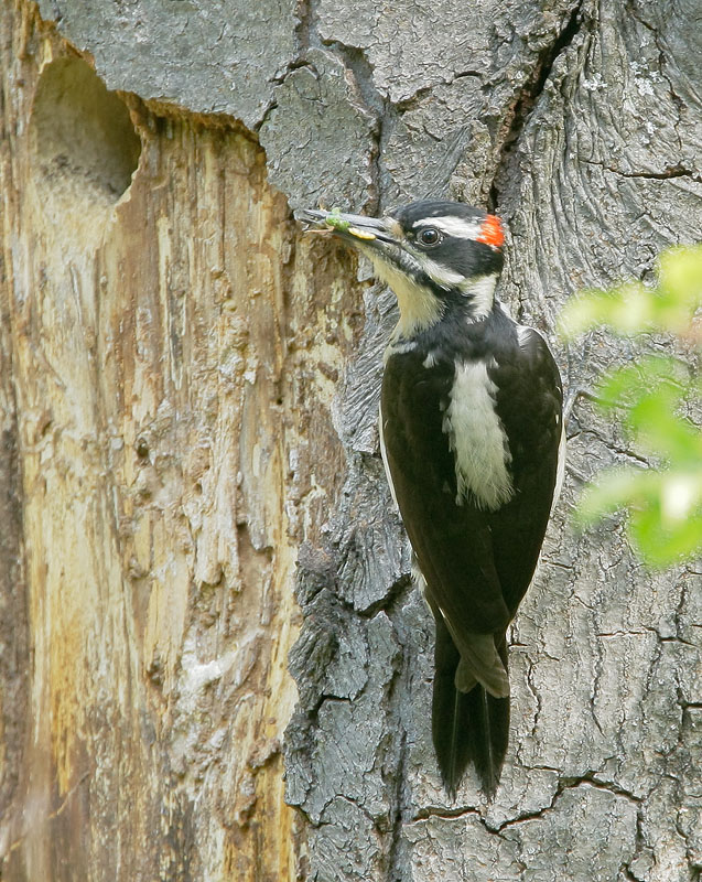 Hairy Woodpecker