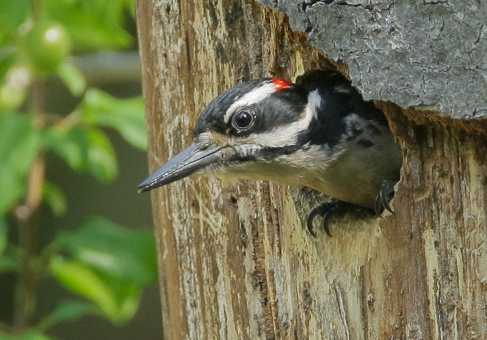 Hairy Woodpecker